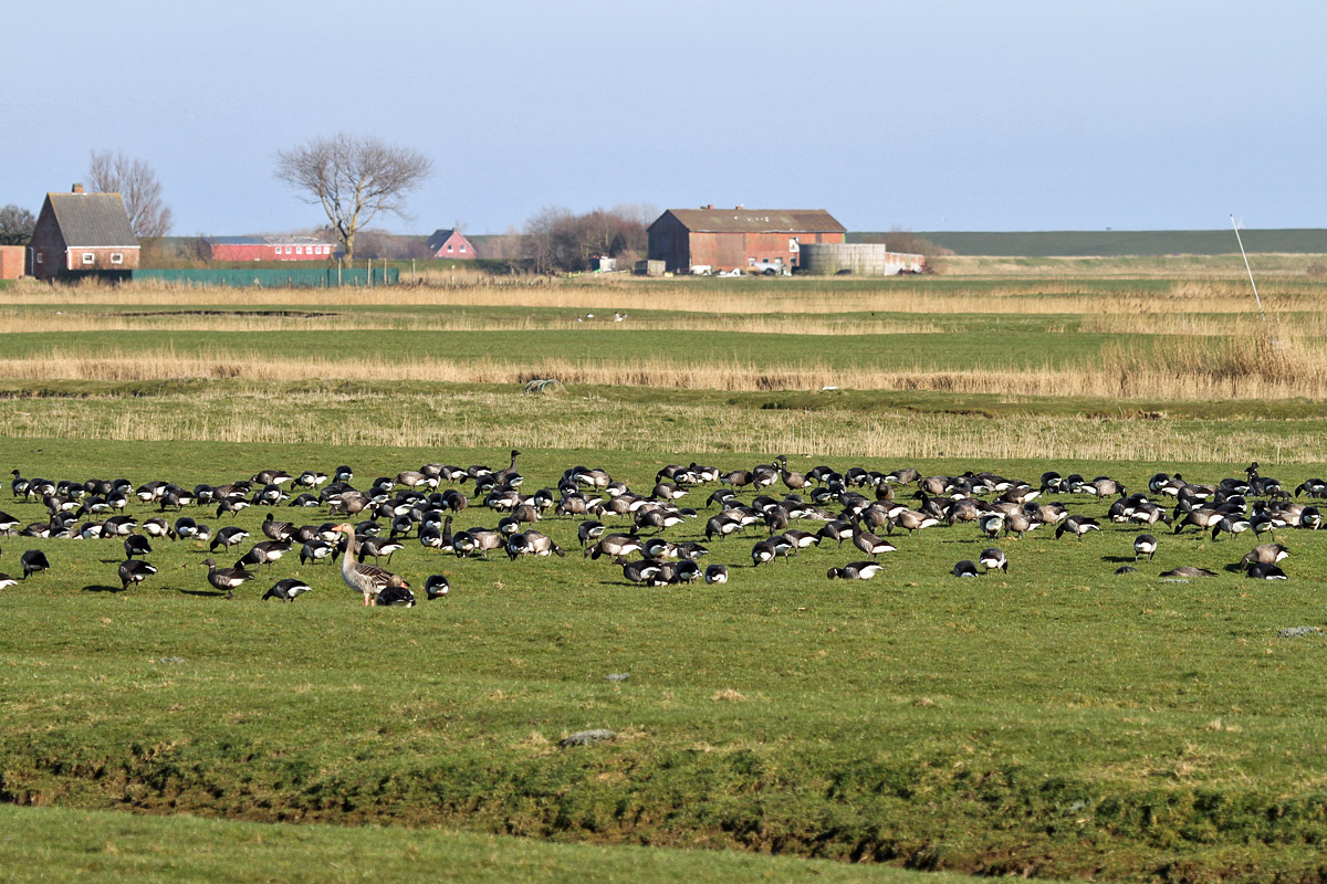 Ringelg&auml;nse auf Pellworm