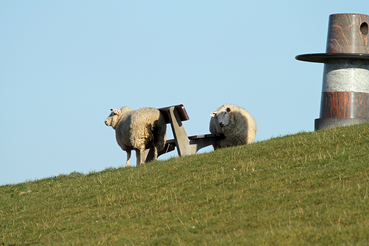 Schafe auf Pellworm